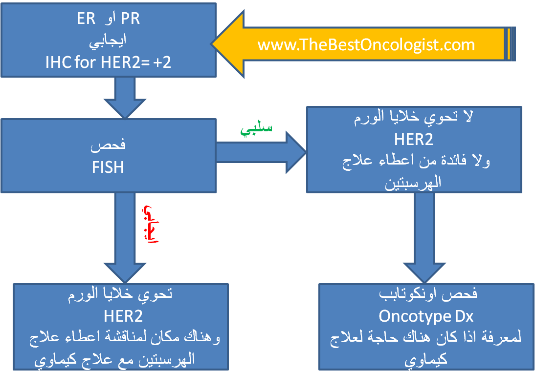 المستقبل المدعو Human Epidermal growth factor Receptor 2-  HER 2  